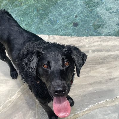 Bridger