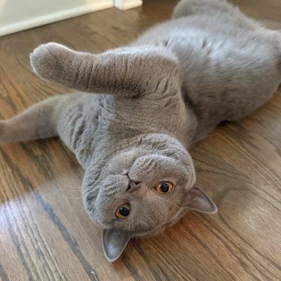 Whiskers